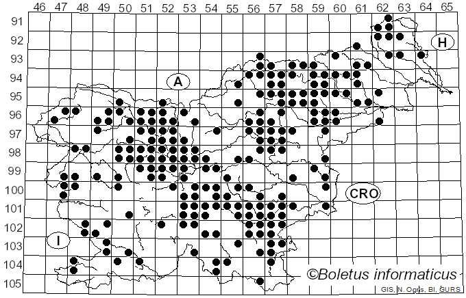 <i>Hydnum rufescens</i> Schaeff. (1774)