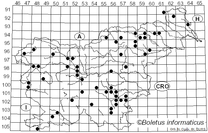 <i>Pseudocraterellus</i> Corner (1958)