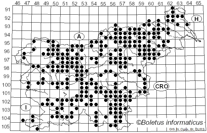 <i>Calocera</i> (Fr.) Fr. (1828)