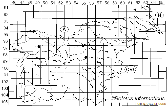 <i>Scolicotrichum ochraceum</i> Fuckel (1868)