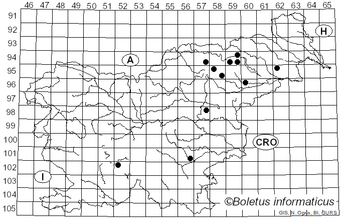 <i>Inocybe acuta</i> Boud. (1917)