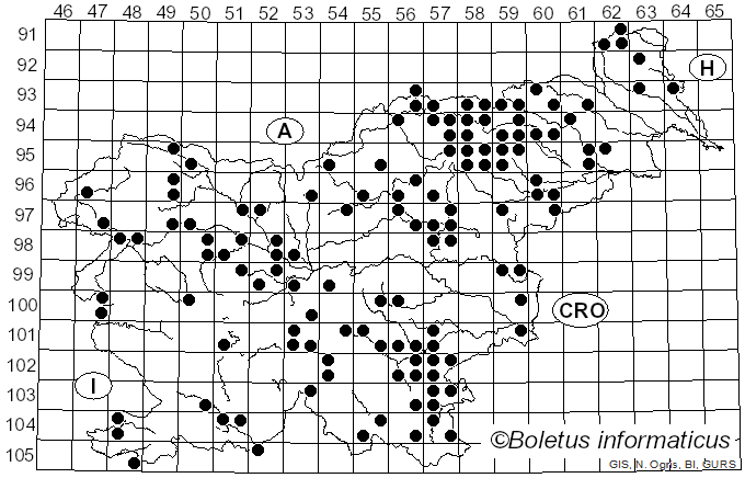 <i>Russula illota</i> Romagn. (1953)