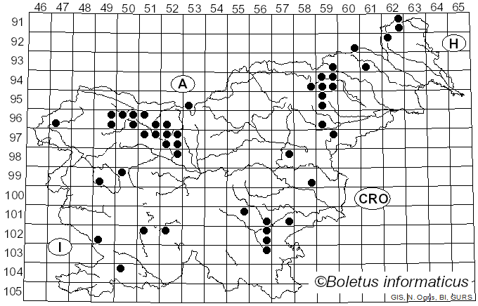 <i>Mycena strobilicola</i> J. Favre & Kühner (1938)