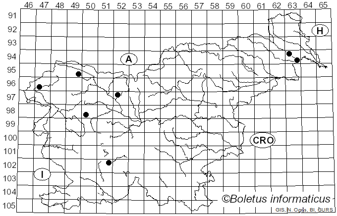 <i>Ruzenia</i> O. Hilber (2002)
