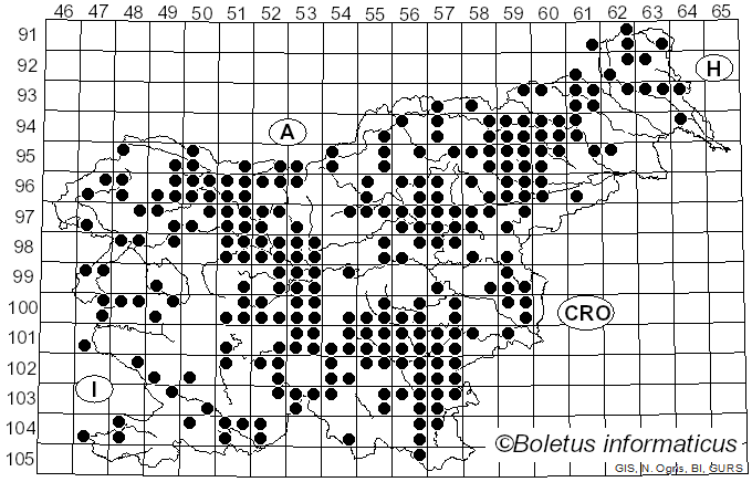 <i>Infundibulicybe gibba</i> (Pers.) Harmaja (2003)