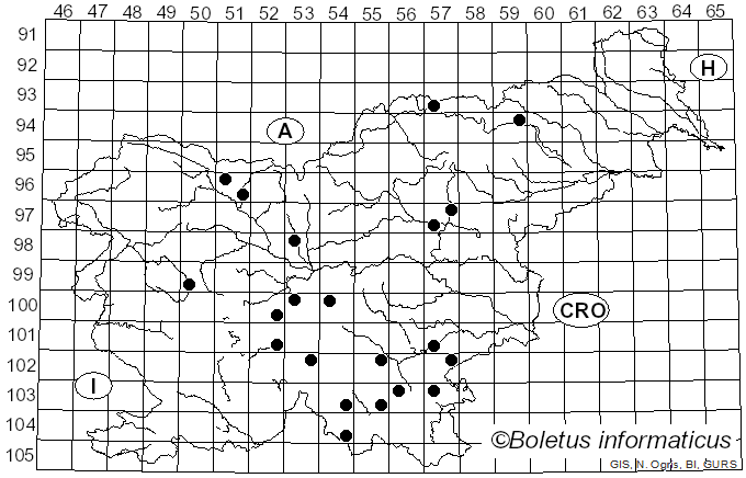 <i>Neolentinus adhaerens</i> (Alb. & Schwein.) Redhead & Ginns (1985)