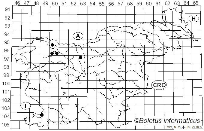 <i>Typhula micans</i> (Pers.) Berthier (1976)
