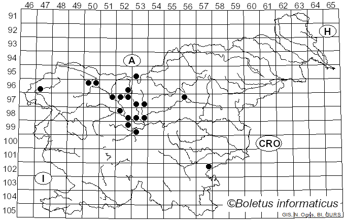 <i>Morchella vulgaris</i> (Pers.) Boud. (1897)
