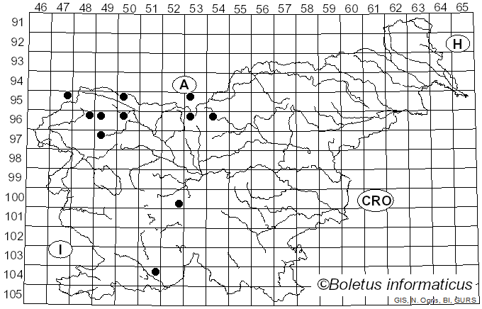 <i>Cheilosia personata</i> Loew