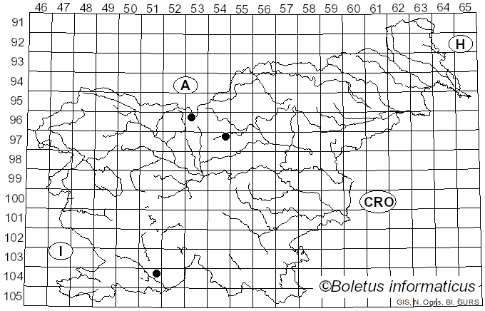 <i>Brachyopa vittata</i> Zetterstedt