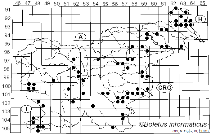 <i>Desarmillaria tabescens</i> (Scop.) R.A. Koch & Aime (2017)