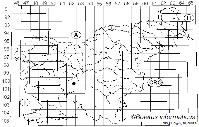 <i>Sirodesmium olivaceum</i> (Link) Tubaki (1958)