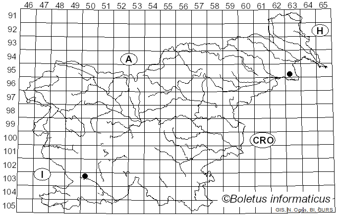 <i>Maublancomyces ticinianus</i> (Littini) Dirks, Methven & A.N. Mill. (2025)