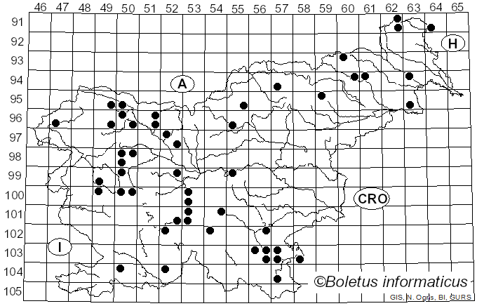 <i>Phragmotrichum chailletii</i> Kunze (1823)