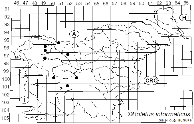 <i>Merodon cinereus</i> Fabricius