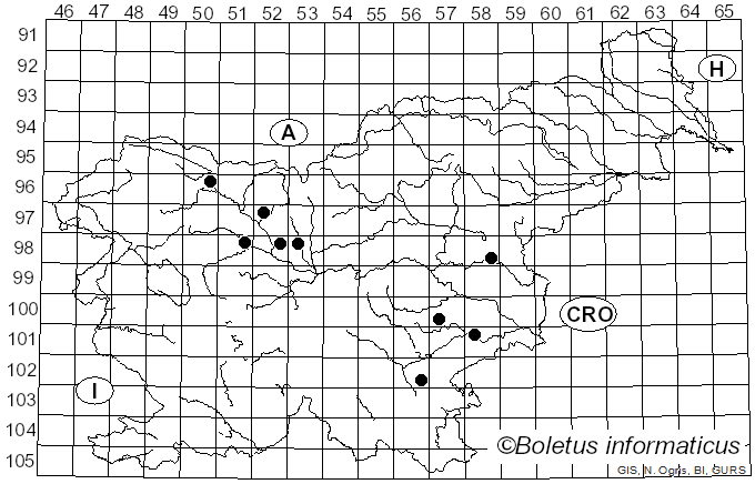 <i>Rutstroemia bolaris</i> (Batsch) Rehm (1893)
