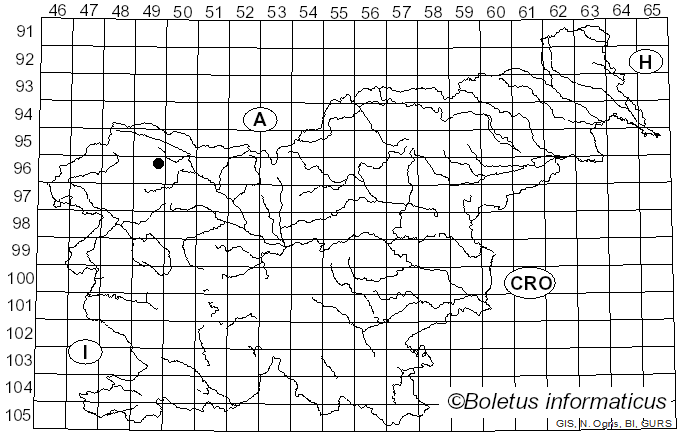 <i>Placynthium filiforme</i> (Garov.) M. Choisy (1951)