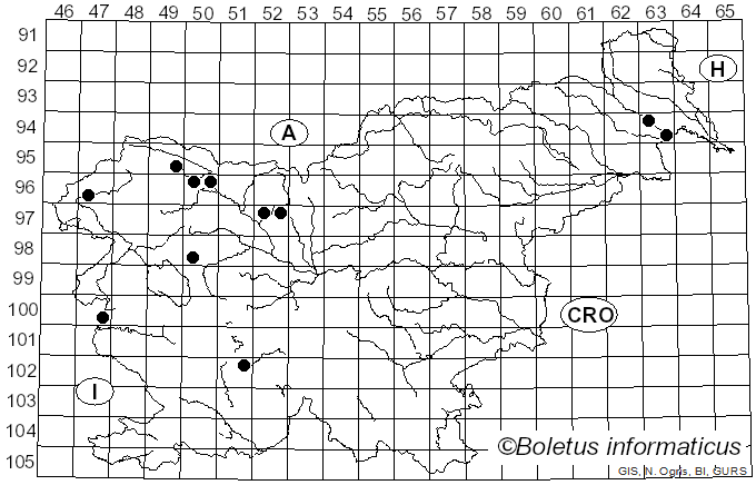 <i>Ruzenia spermoides</i> (Hoffm.) O. Hilber (2002)