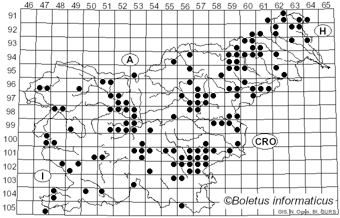 <i>Psathyrella piluliformis</i> (Bull.) P.D. Orton (1969)