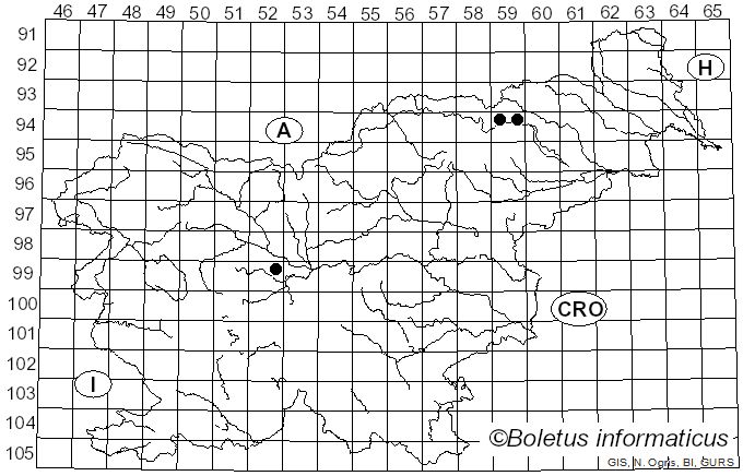<i>Lawrynomyces capitatus</i> (J. Erikss. & Å. Strid) Karasiński (2013)
