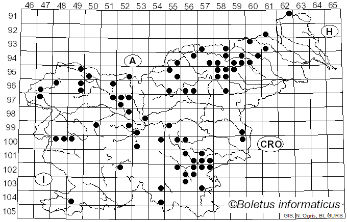 <i>Dacrymyces chrysospermus</i> Berk. & M.A. Curtis (1873)