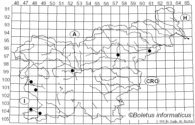 <i>Pleurotus eryngii</i> var. <i>nebrodensis</i> (Inz.) Sacc.