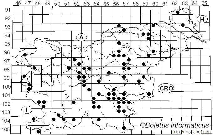 <i>Butyriboletus fuscoroseus</i> (Smotl.) Vizzini & Gelardi (2014)