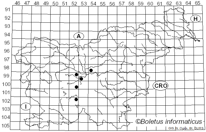 <i>Phragmidium bulbosum</i> (Fr.) Schltdl. (1824)