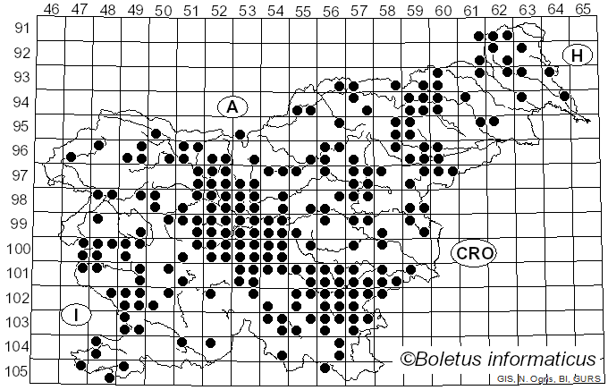 <i>Armillaria mellea</i> (Vahl) P. Kumm. (1871)