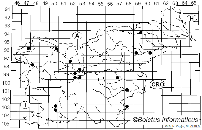 <i>Perenniporia</i> Murrill (1942)