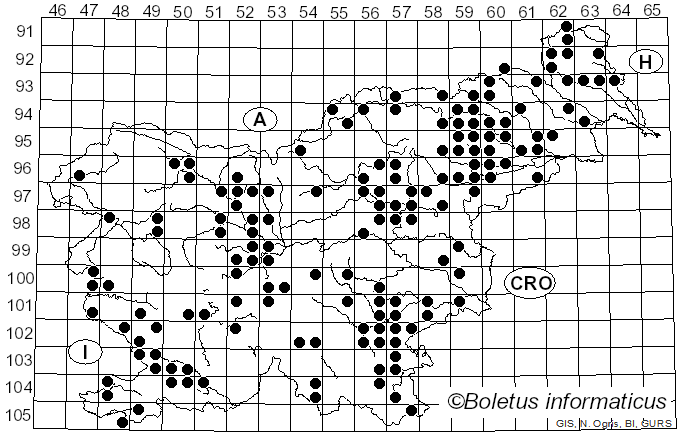 <i>Fomitopsis quercina</i> (L.) V. Spirin & O. Miettinen (2024)