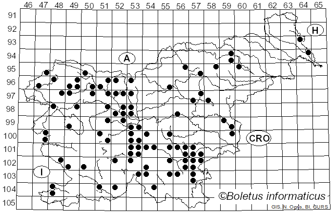 <i>Calonarius odorifer</i> (Britzelm.) Niskanen & Liimat. (2022)