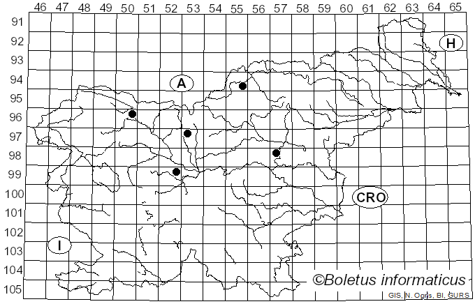 <i>Ramularia aequivoca</i> (Ces.) Sacc. (1882)