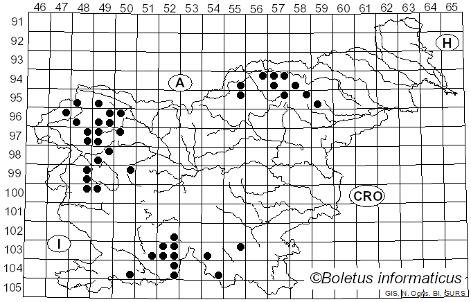 <i>Pertusaria leioplaca</i> DC. (1815)