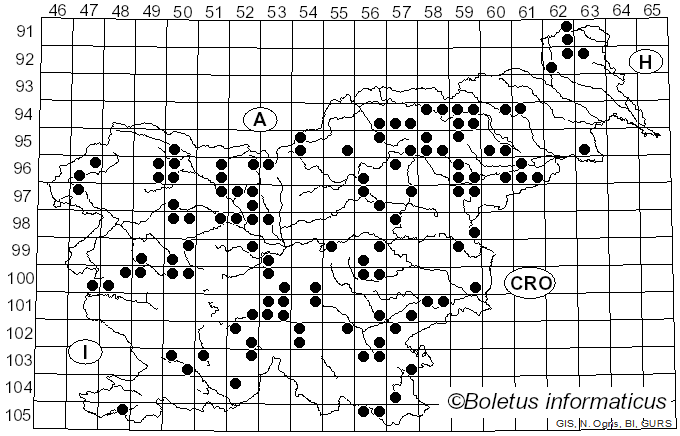<i>Rickenella fibula</i> (Bull.) Raithelh. (1973)
