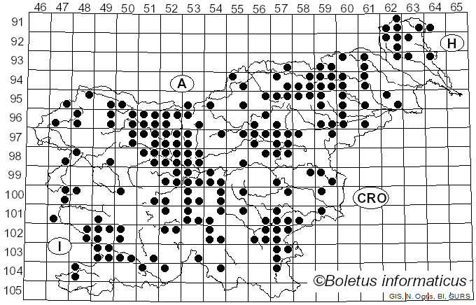 <i>Chroogomphus rutilus</i> (Schaeff.) O.K. Mill. (1964)
