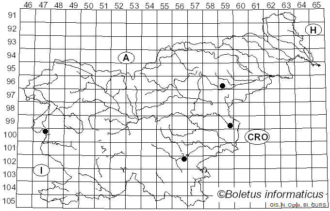 <i>Melanoleuca rasilis</i> var. <i>rasilis</i> (Fr.) Singer (1939)
