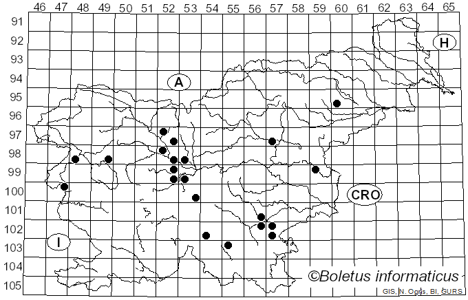 <i>Rhizina undulata</i> Fr. (1822)