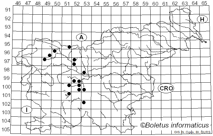 <i>Xylota segnis</i> Linnaeus (1758)