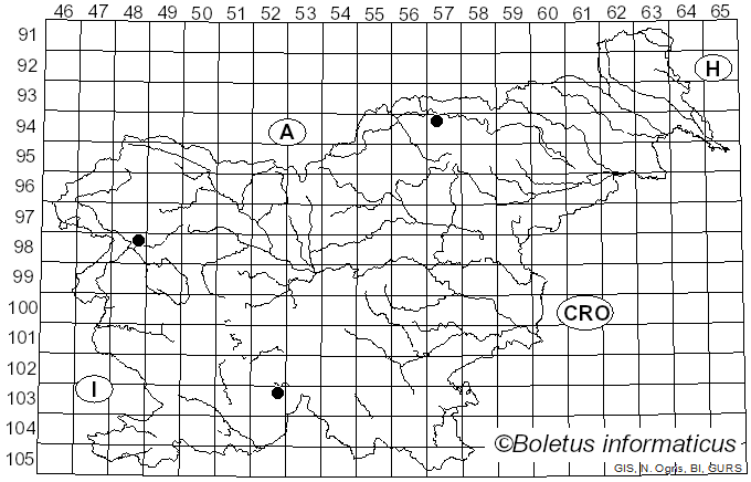 <i>Arthothelium ruanum</i> (A. Massal.) Körb. (1861)