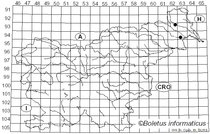 <i>Amanita dryophila</i> Consiglio & Contu (1999)