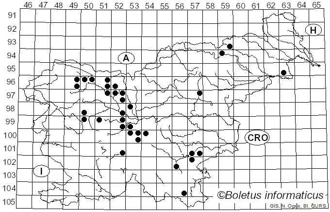 <i>Rhizocybe pruinosa</i> (P. Kumm.) Vizzini, P. Alvarado & G. Moreno (2015)