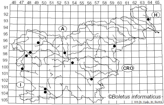 <i>Pluteus diettrichii</i> Bres. (1905)