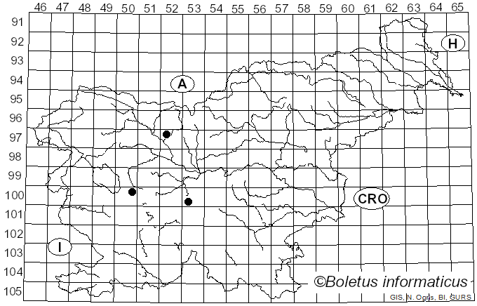 <i>Neoascia meticulosa</i> Scopoli