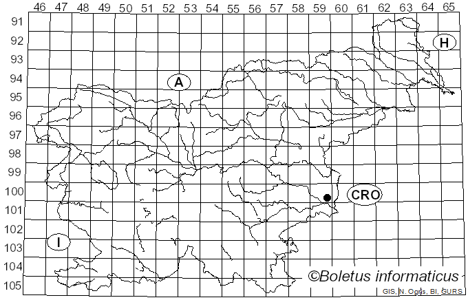 <i>Ilyonectria robusta</i> (A.A. Hildebr.) A. Cabral & Crous (2012)