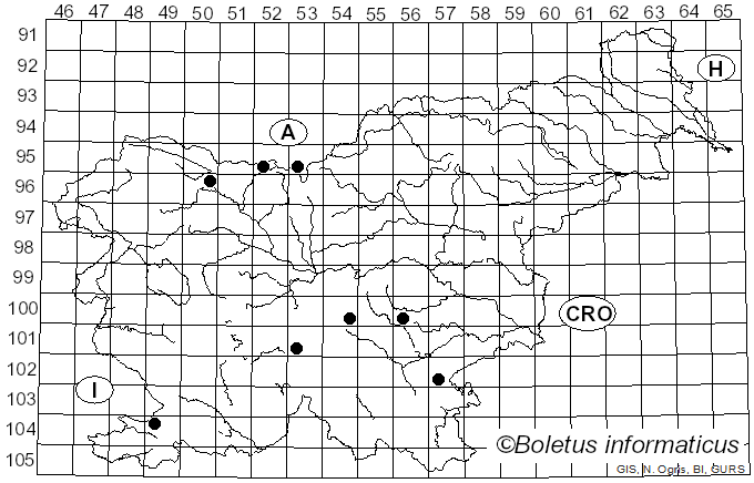 <i>Giacomia mirabilis</i> (Bres.) Vizzini & Contu (2012)
