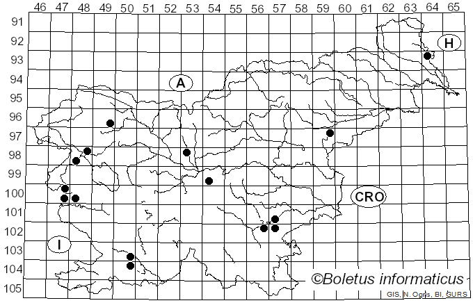 <i>Pluteus diettrichii</i> Bres. (1905)