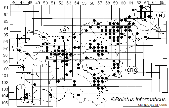 <i>Chlorophyllum rhacodes</i> (Vittad.) Vellinga (2002)