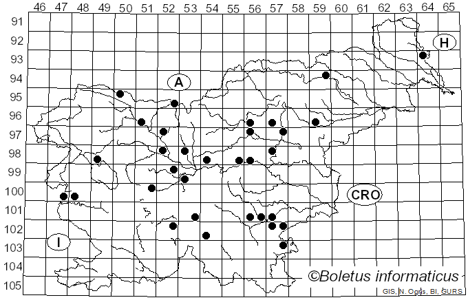 <i>Choiromyces</i> Vittad. (1831)