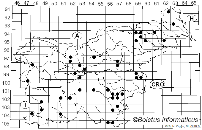 <i>Clitocybe hydrogramma</i> (Bull. & A. Venturi) P. Kumm. (1871)
